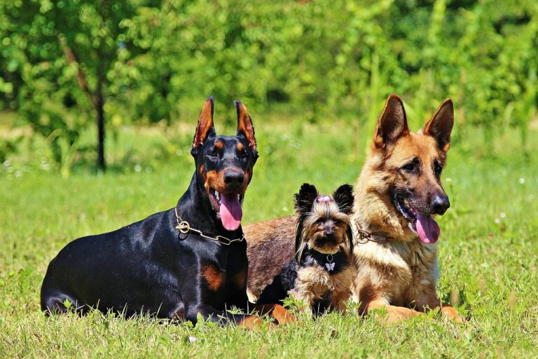 German Shepherd Breeds