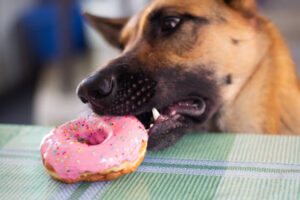 German Shephard Food and Diet