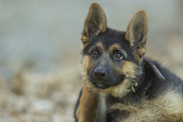 Read more about the article How to Brush German Shepherd Teeth and Why it its Important